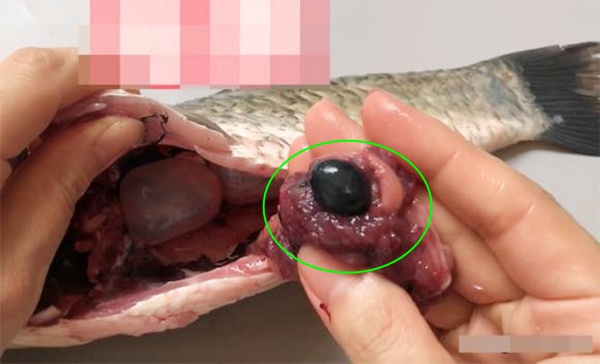 4 bộ phận của cá chứa nhiều độc tố, ăn vào có nguy cơ mắc bệnh - Ảnh 2